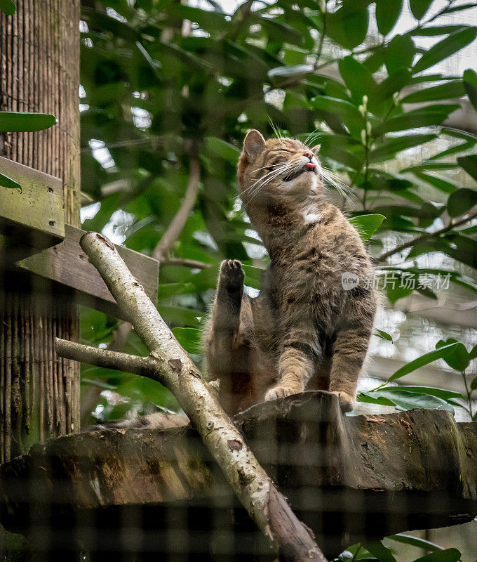 苏格兰/欧洲野猫(Felis silvestris silvestris)